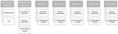 Intra-Articular Injections of Allogeneic Mesenchymal Stromal Cells vs. High Molecular Weight Hyaluronic Acid in Dogs With Osteoarthritis: Exploratory Data From a Double-Blind, Randomized, Prospective Clinical Trial